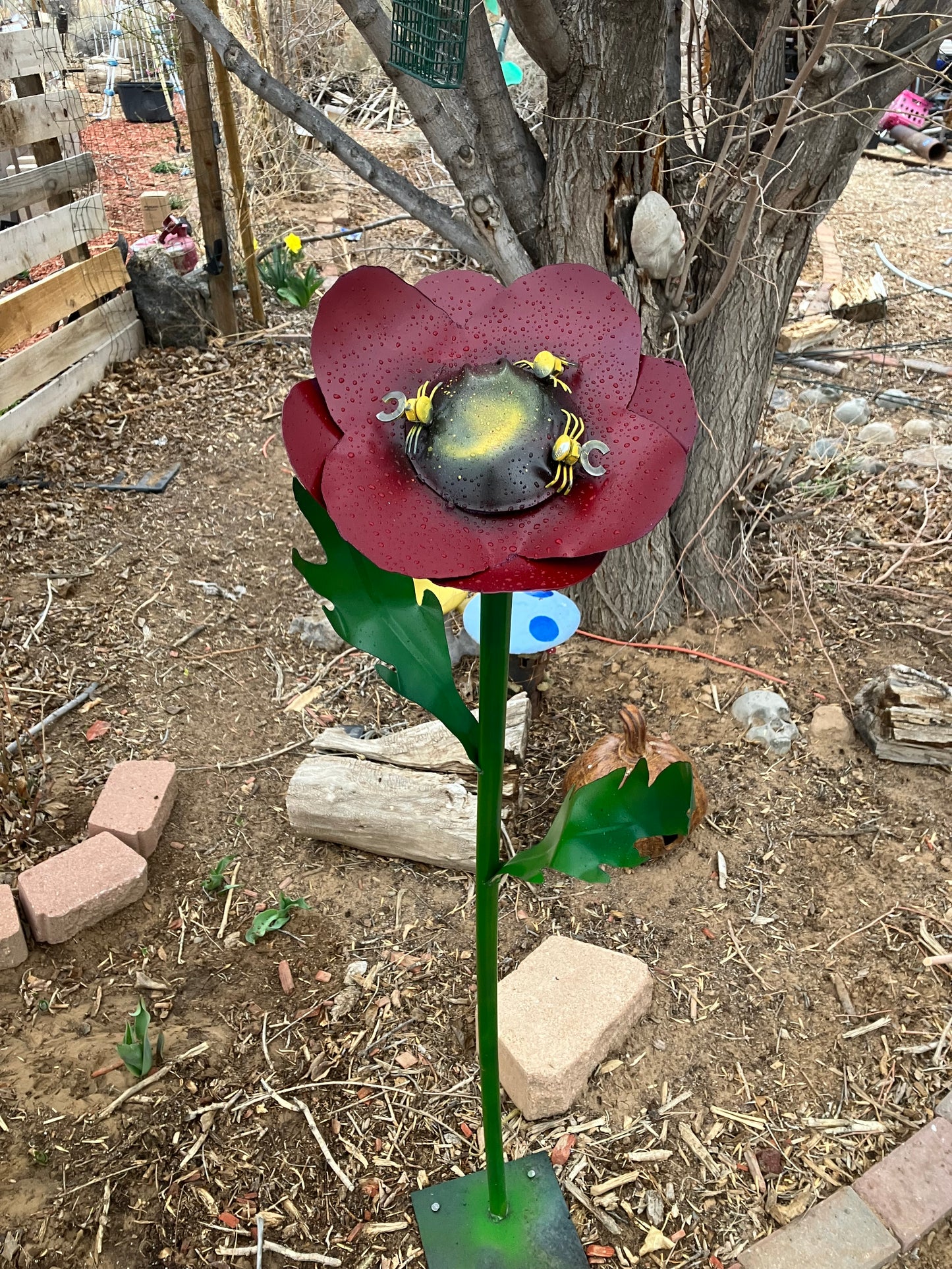 Poppy plant
