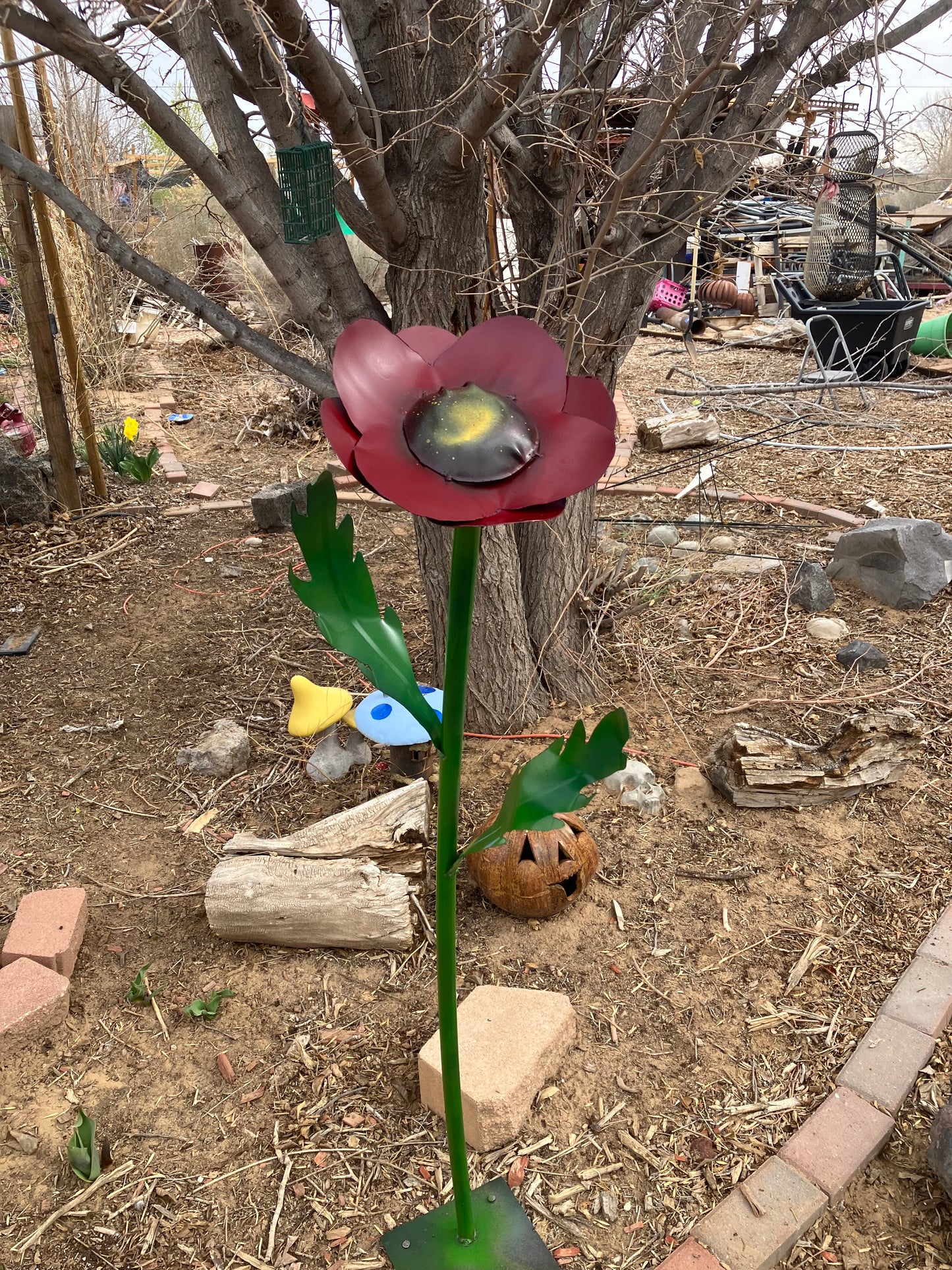 Poppy plant