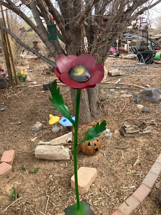 Poppy plant